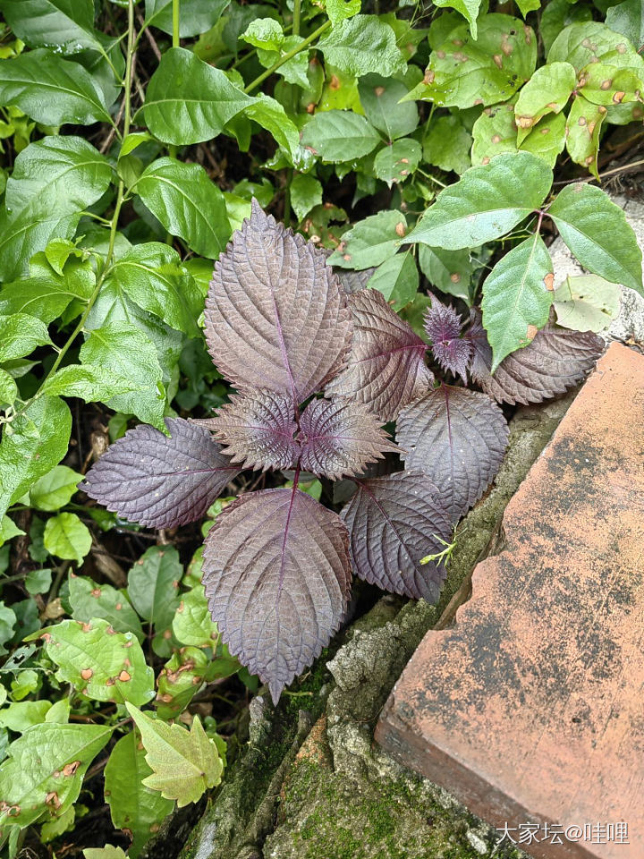 从种植中得到力量_植物