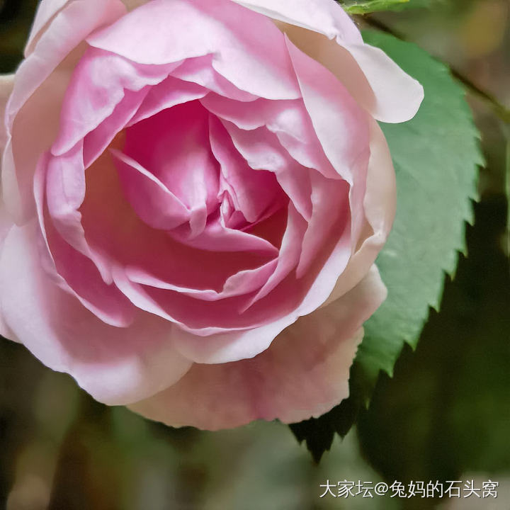 从种植中得到力量_植物