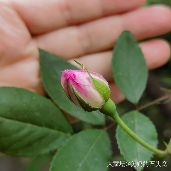 从种植中得到力量_植物