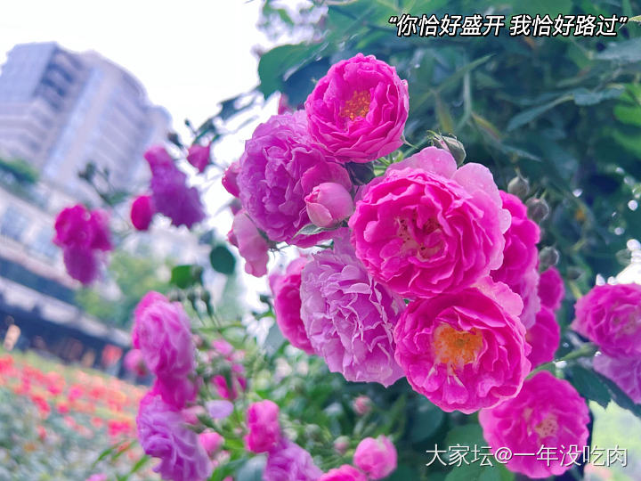 放假啦～节日快乐呀_花