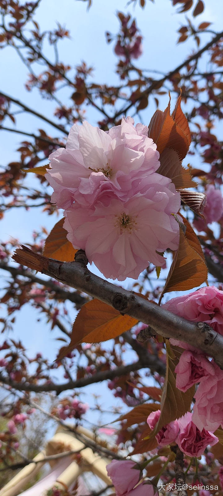 家门口的樱花