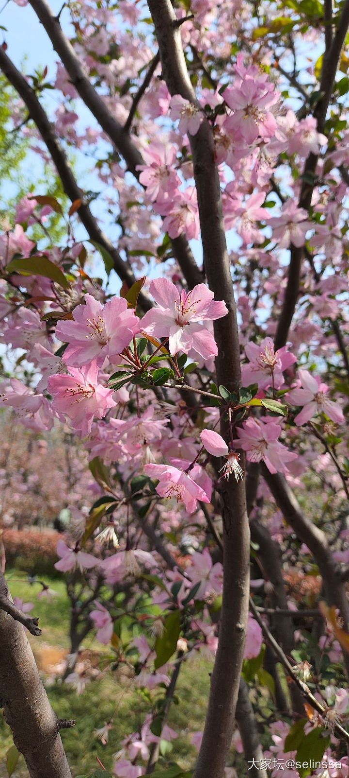 家门口的樱花