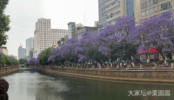 满城春色半城紫。_花景色