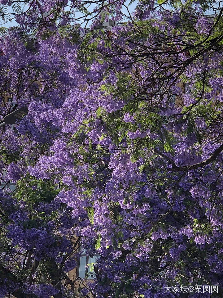 满城春色半城紫。_花景色