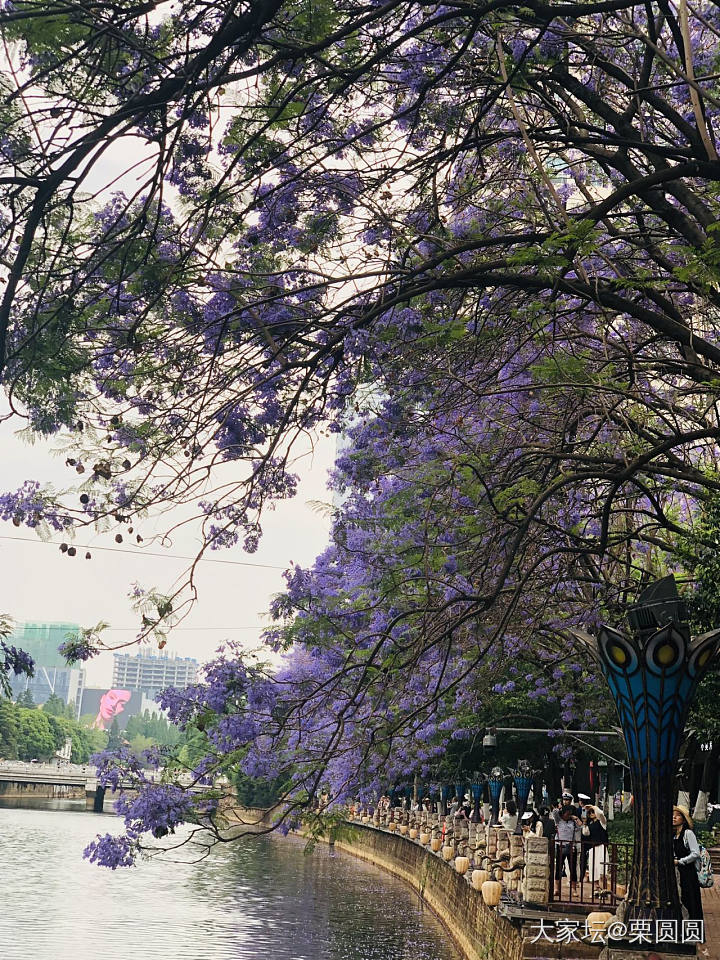 满城春色半城紫。_花景色