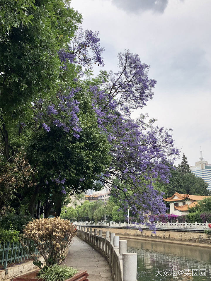 满城春色半城紫。_花景色