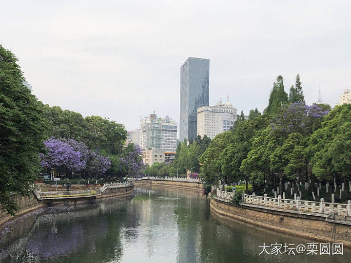 满城春色半城紫。_花景色