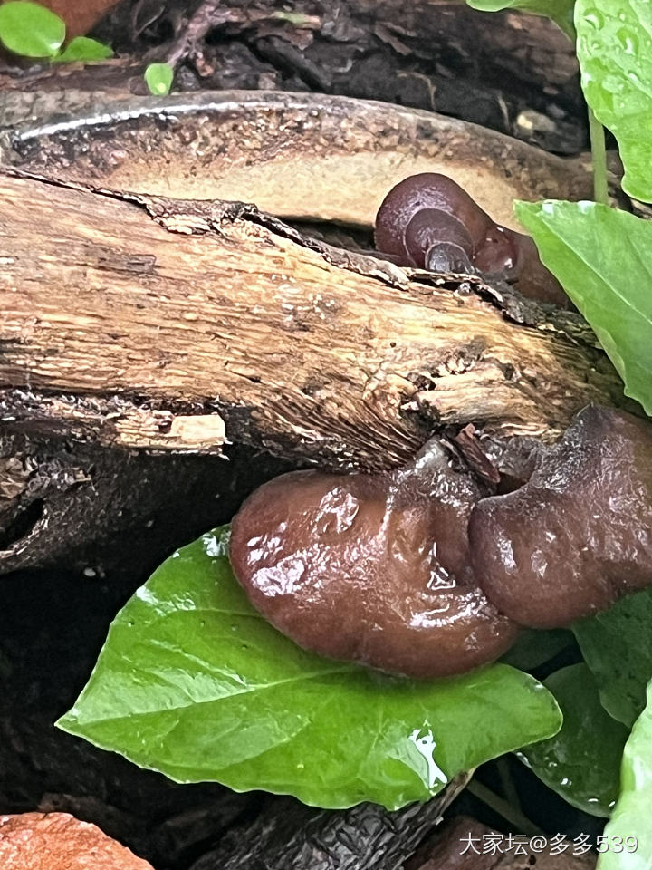 天台的枯木因为这一个月天天下雨居然长出黑木耳和白木耳了😅_食材