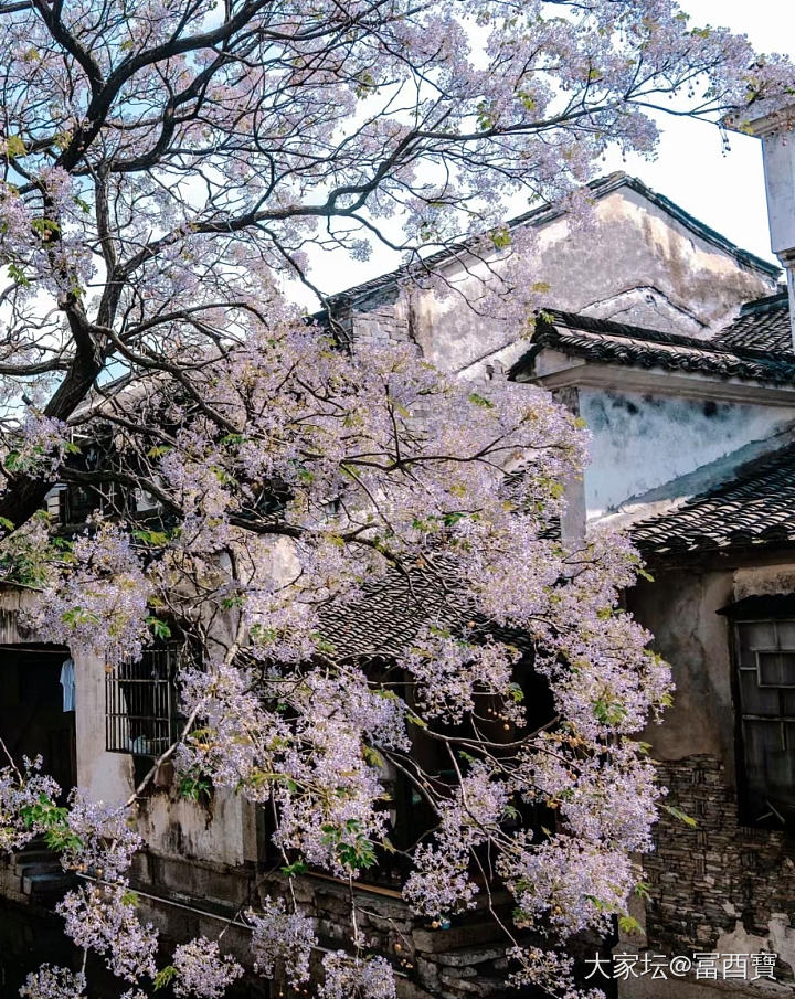 满城春色半城紫。_花景色