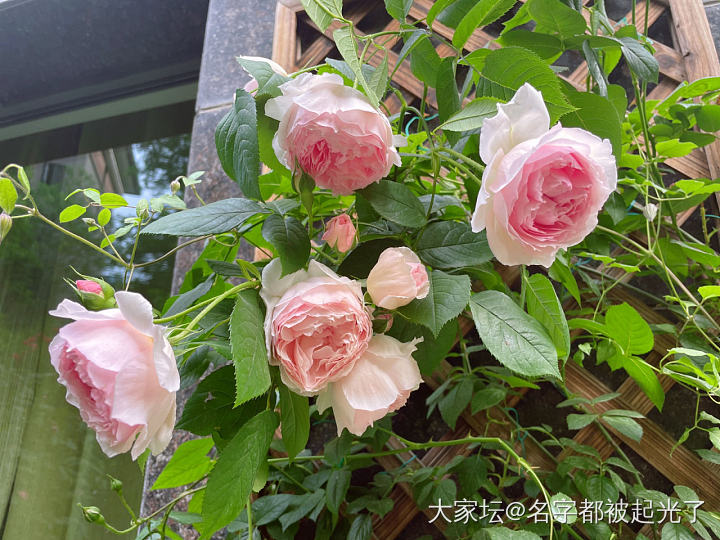 这个季节只想呆在家里_花