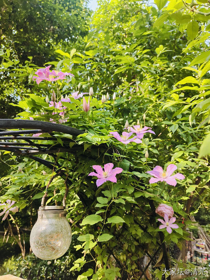 都在晒花呀_闲聊植物