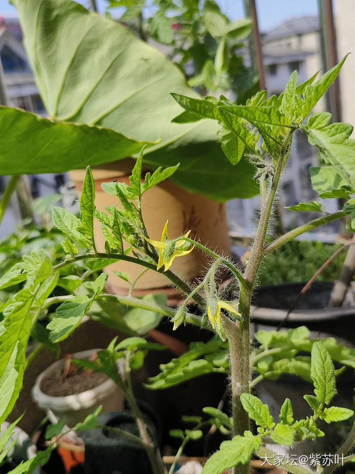 春天的记录

今年春天风调雨顺，节奏赶的也好，花花和菜菜长势喜人，是个好的开始呀_植物