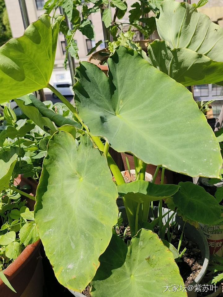 春天的记录

今年春天风调雨顺，节奏赶的也好，花花和菜菜长势喜人，是个好的开始呀_植物