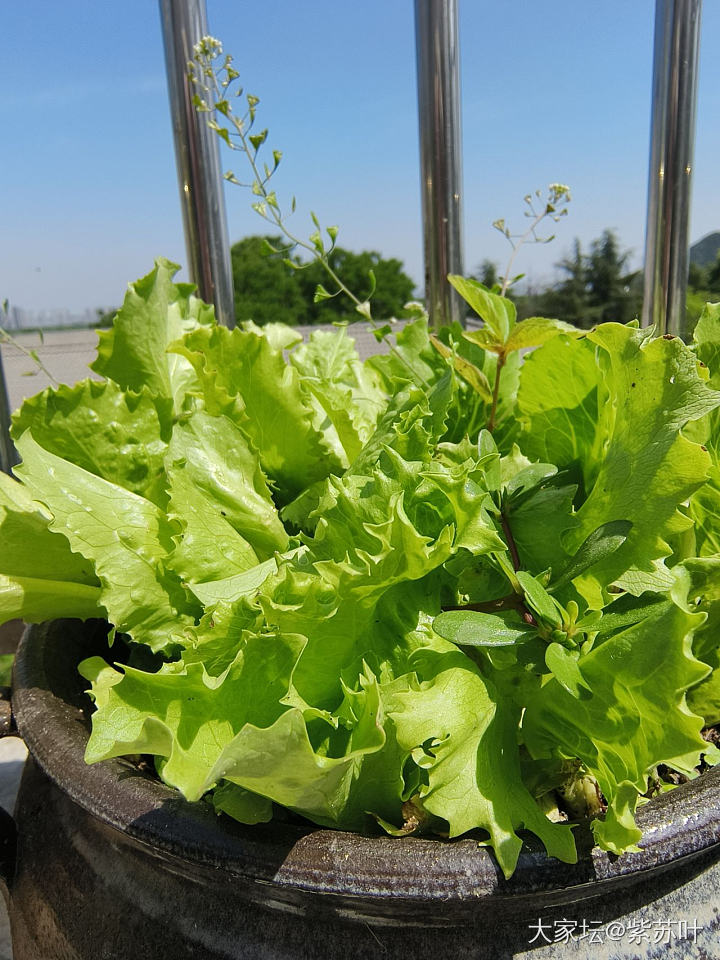 春天的记录

今年春天风调雨顺，节奏赶的也好，花花和菜菜长势喜人，是个好的开始呀_植物