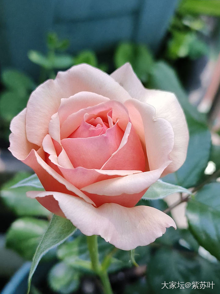 春天的记录

今年春天风调雨顺，节奏赶的也好，花花和菜菜长势喜人，是个好的开始呀_植物