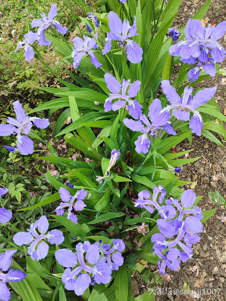 晒个邻居家的花花吧，我是种啥死啥的花花杀手，幸好邻居们特别会种_花