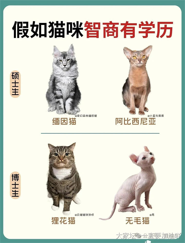 来看看你家毛孩子学历😸_猫