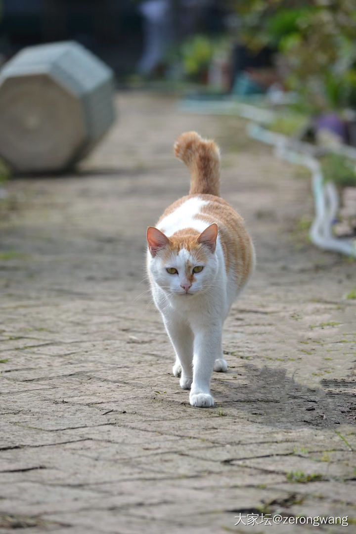 来看看你家毛孩子学历😸_猫