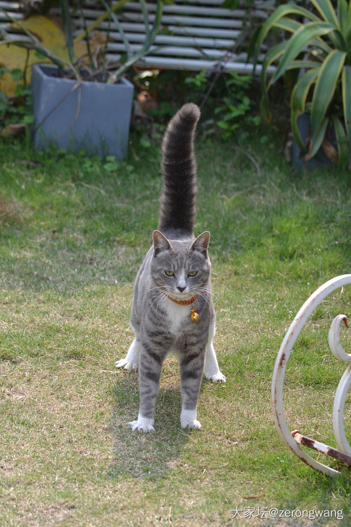 来看看你家毛孩子学历😸_猫