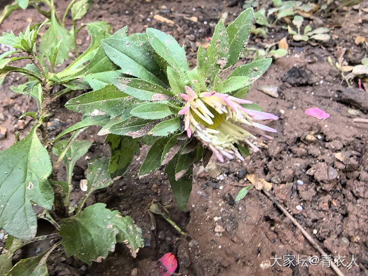 主题_植物