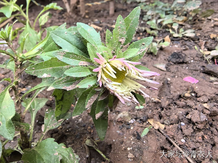 主题_植物