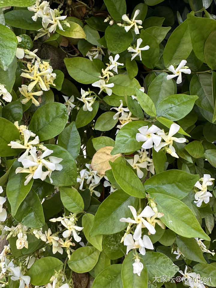 花开的季节_植物