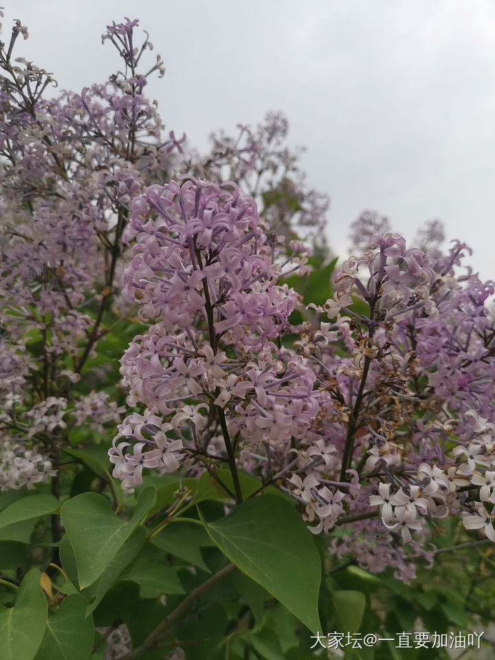 为了应景之行_花