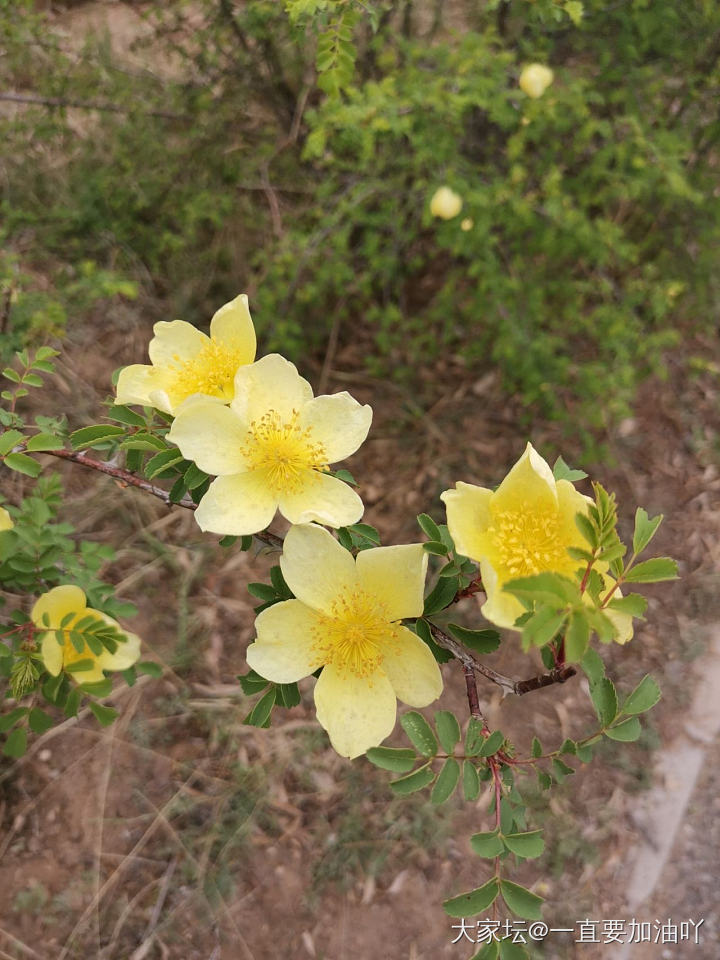 为了应景之行_花