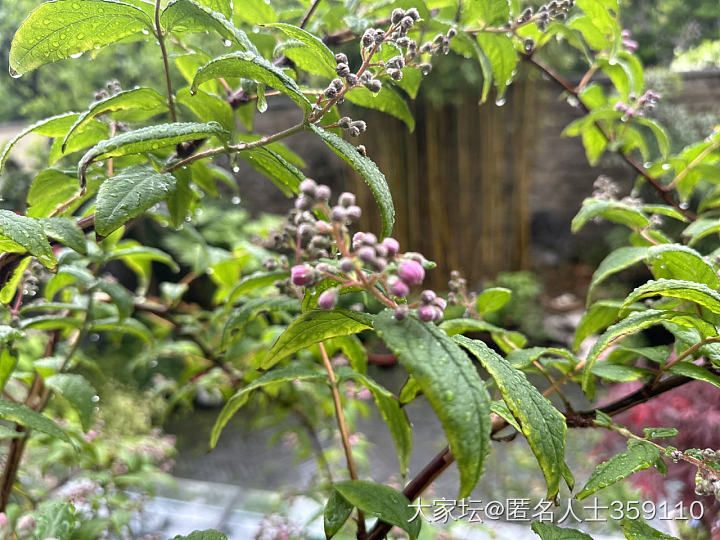 春雨_生活闲聊植物