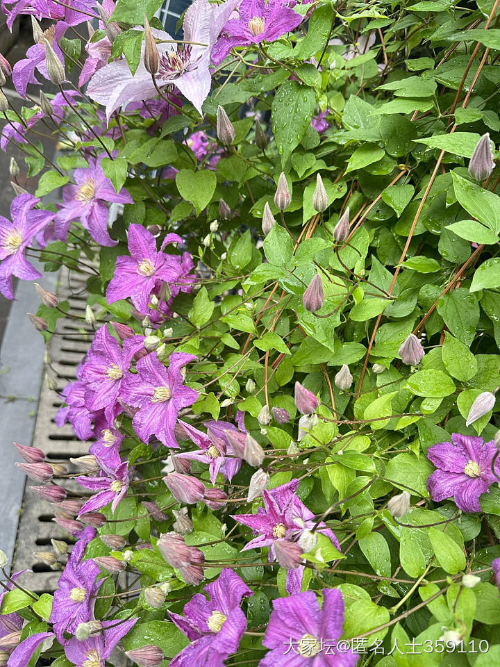 春雨_生活闲聊植物