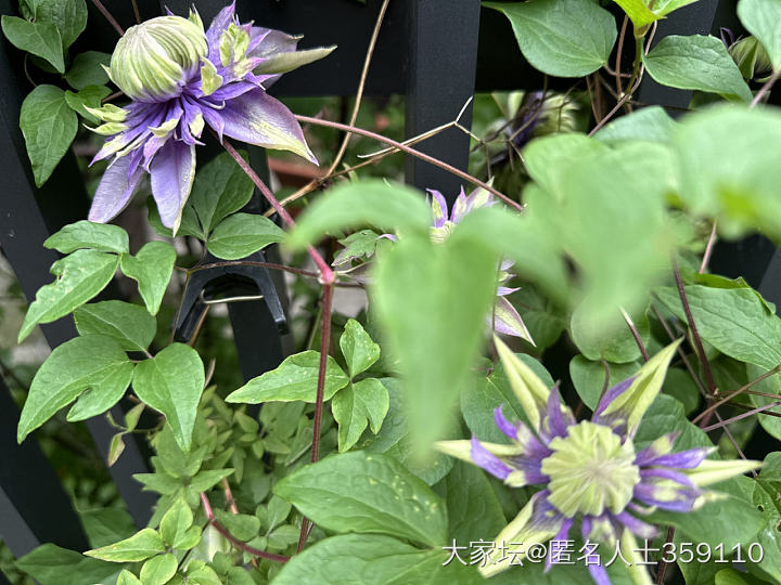 春雨_生活闲聊植物