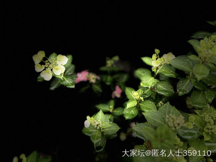 春雨_生活闲聊植物