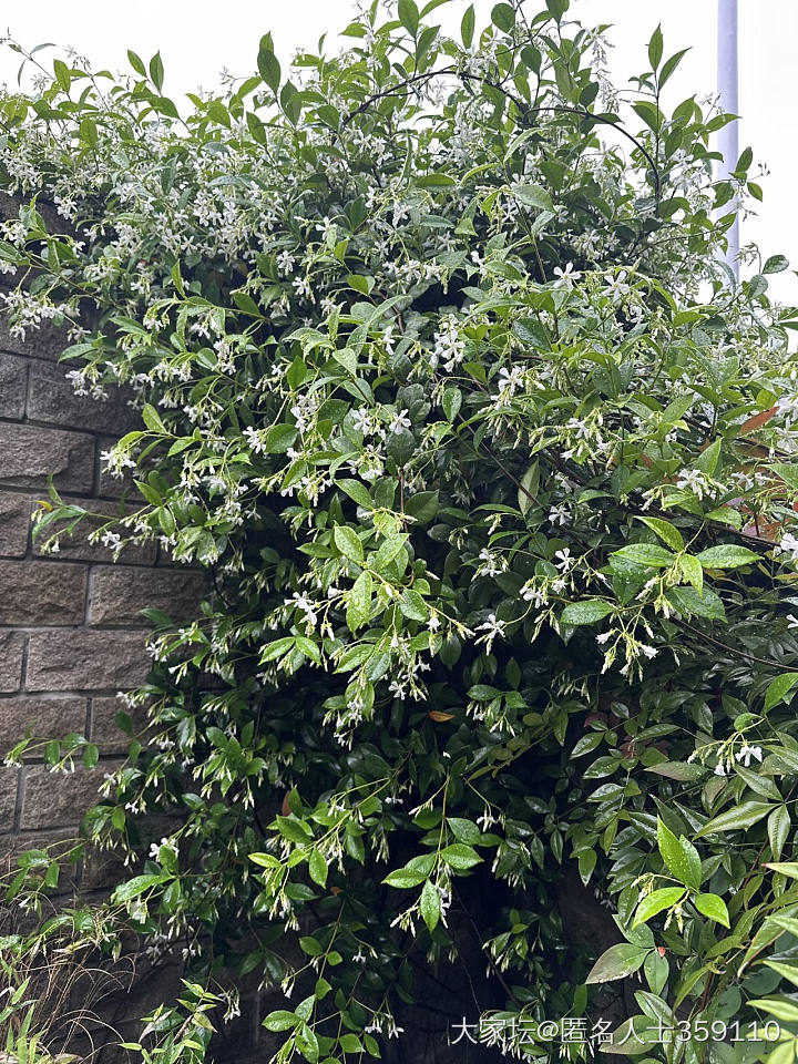 春雨_生活闲聊植物