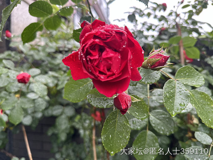 春雨_生活闲聊植物