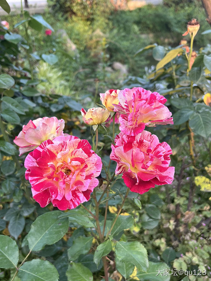 踏青时节赏花赏美镯_手镯和田玉