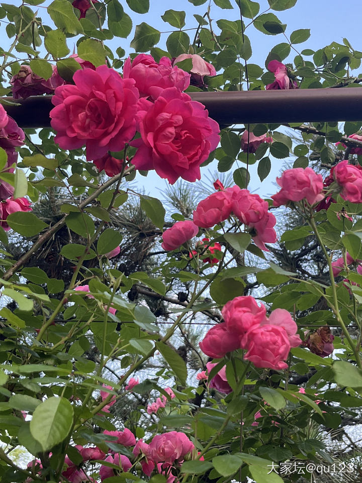 踏青时节赏花赏美镯_手镯和田玉