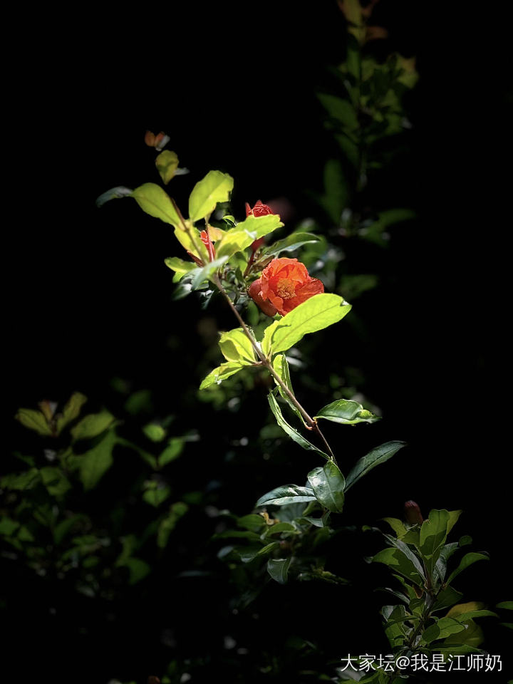 石榴花开_手镯银