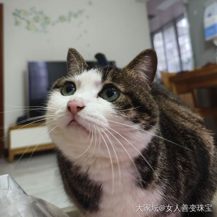 原来猫到了中年也会变油腻_猫