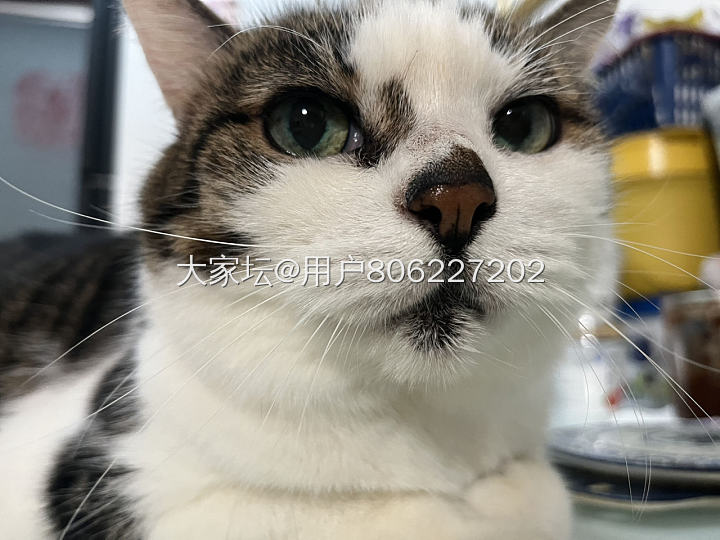 原来猫到了中年也会变油腻_猫