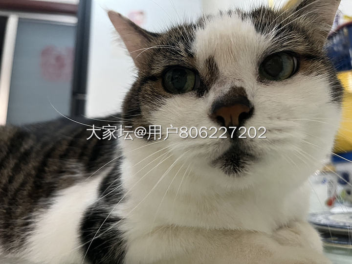 原来猫到了中年也会变油腻_猫