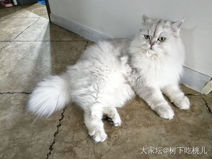 原来猫到了中年也会变油腻_猫