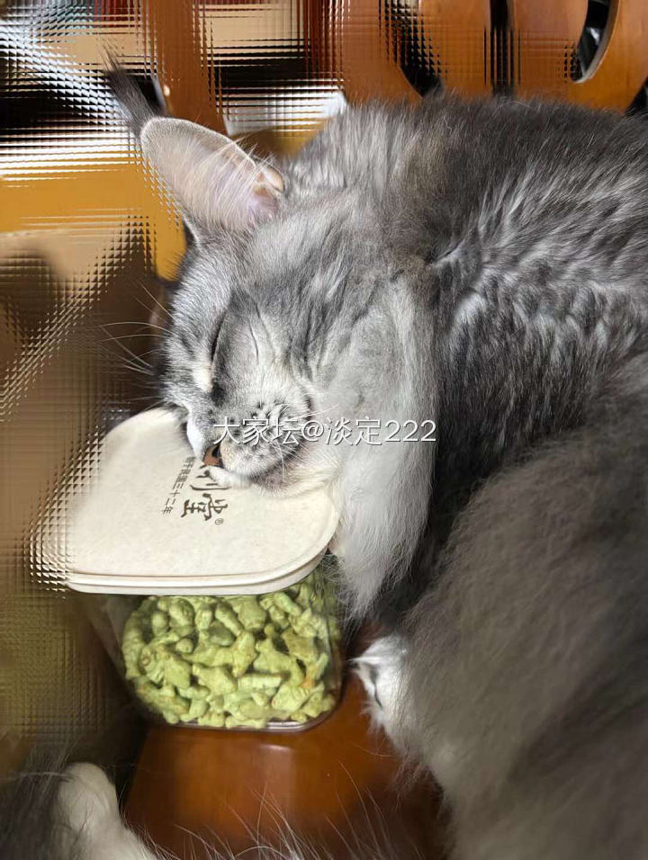 脏脏喵_猫