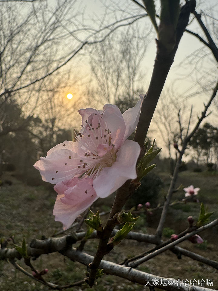 花花草草还有狗，有点平淡也不平淡_文玩