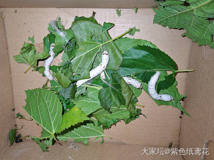 收了一箱蚕茧_昆虫