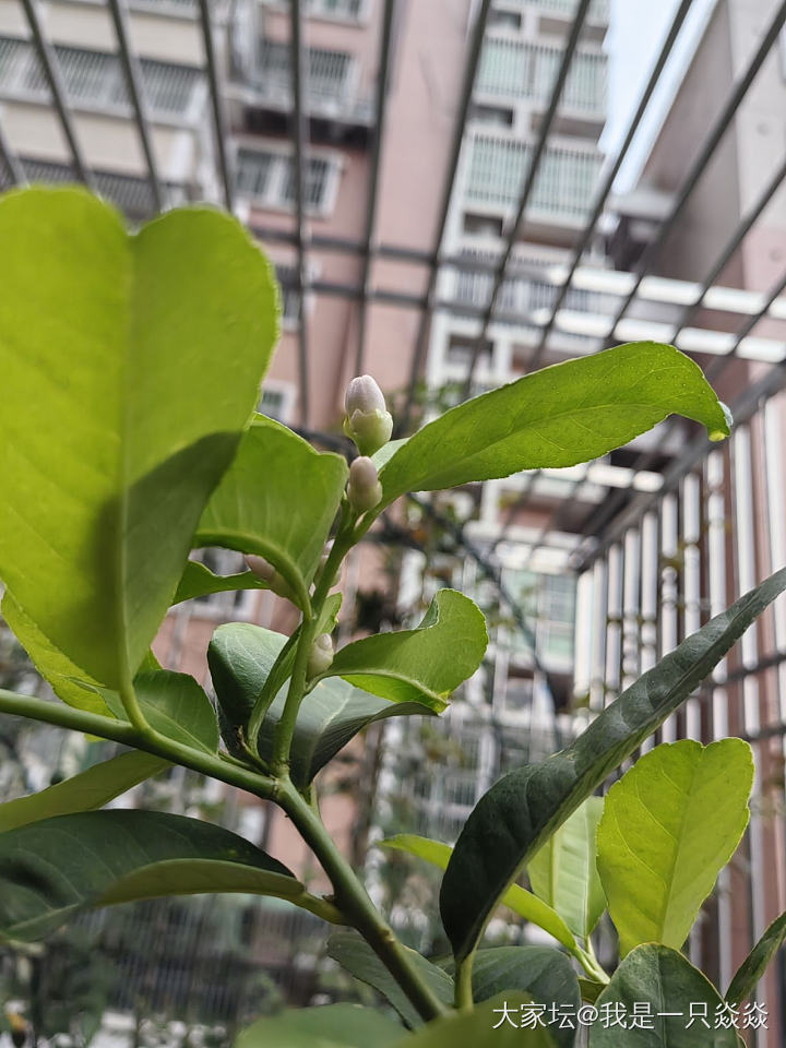 第一次种柠檬，从开花到暴雨，花落满地。_植物