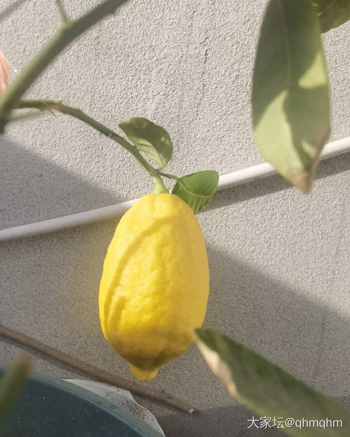 第一次种柠檬，从开花到暴雨，花落满地。_植物