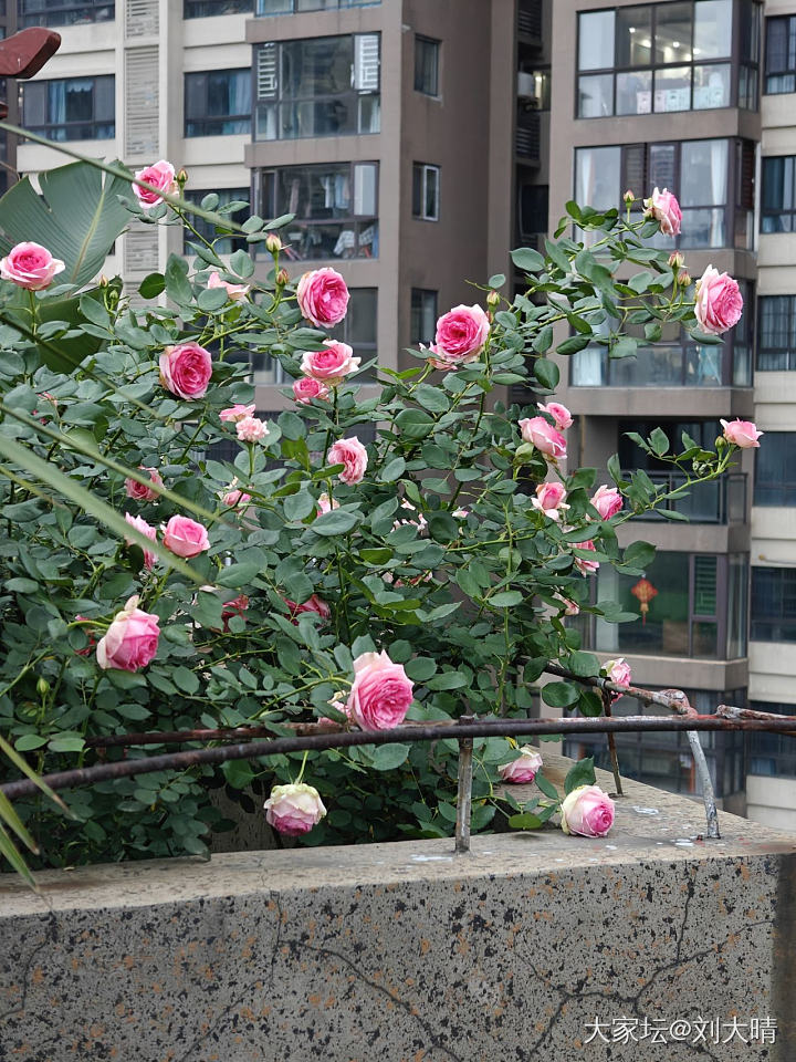 什么时候才能开启中华家的种族天赋_花植物