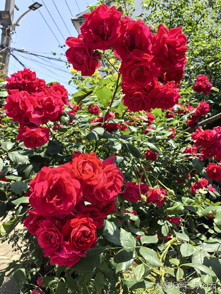 什么时候才能开启中华家的种族天赋_花植物