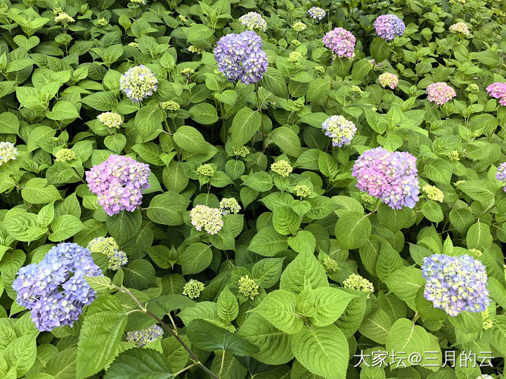 什么时候才能开启中华家的种族天赋_花植物