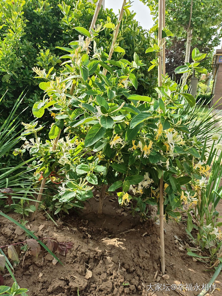 种花种菜，真快乐_花菜园